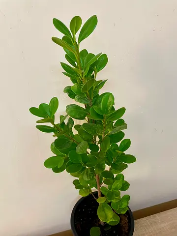Ficus Microcarpa