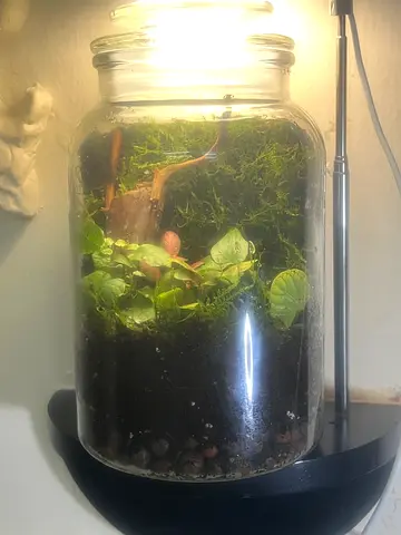 Terrarium