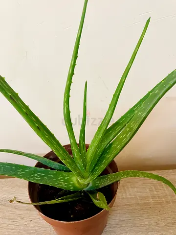 Aloevera