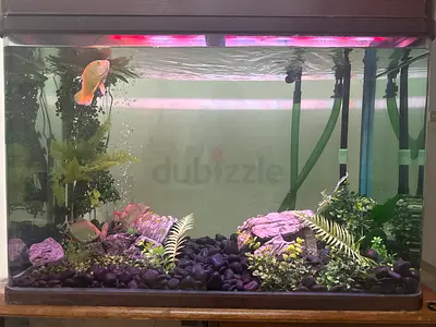 300L Glass Home Aquarium tank curved toughened clear glass