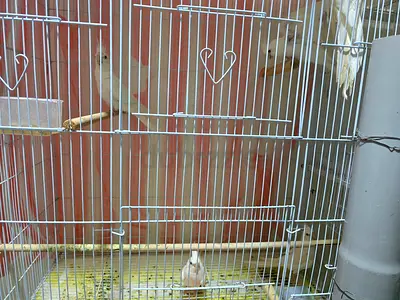 Cockteil pure white lutino