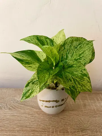 Marble Queen Pothos (water plant)