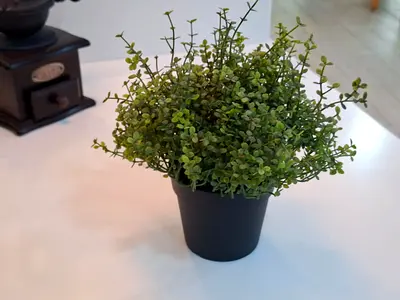 4 Plastic Plants - 20 AED each or ALL for 50 AED