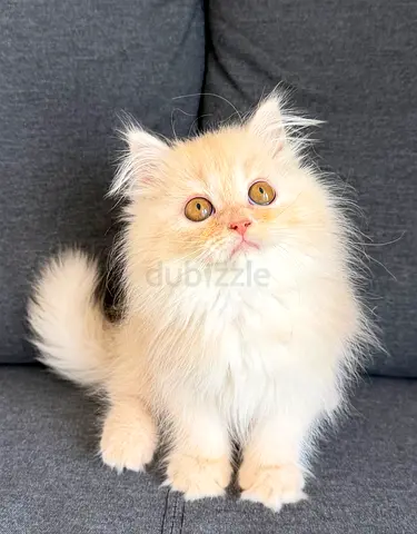 Adorable Pure Persian Kittens