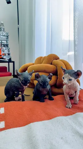 SPHYNX CATS