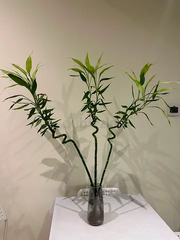 Bamboo with vase