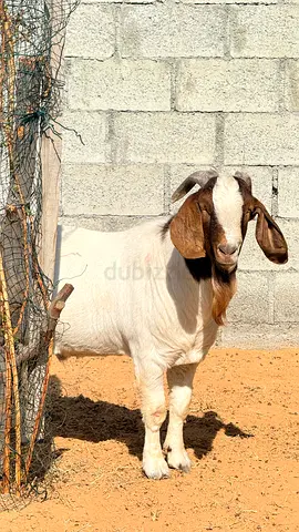 Healthy Boer-cross Male Goat, 2 years old, UAE
