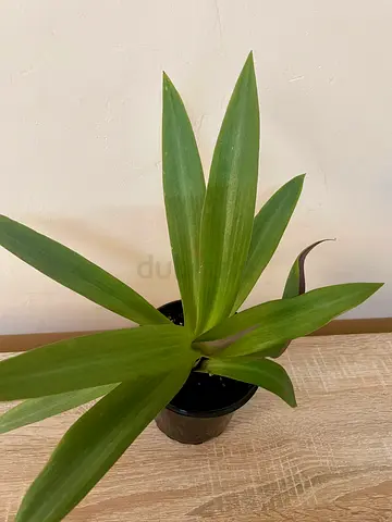 Rhoeo Plant - Medium