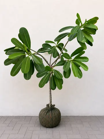 Frangipani tree - Large