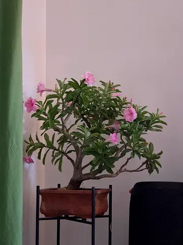 Bonsai Dessert Rose