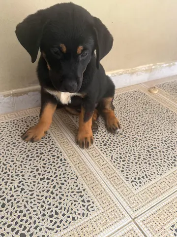 3-month-old mixed breed puppy - friendly and playful