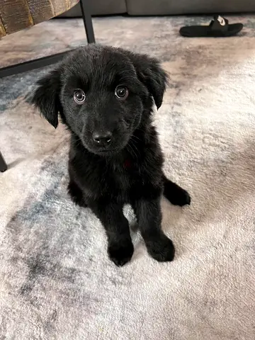 Black Retriever