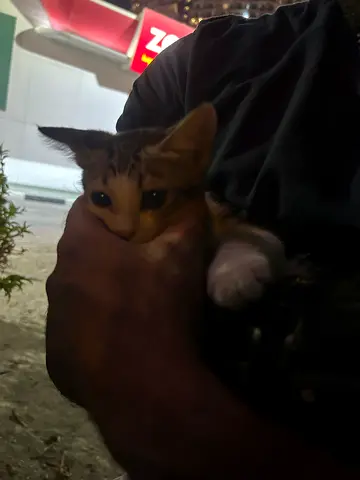 Young tabby kitten, looking for a home urgent abandoned at petrol station so loving and friendly