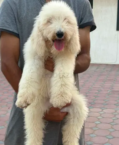 Teddy bear giant poodle puppy🤍