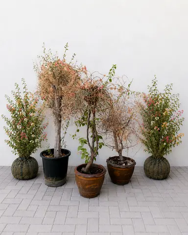 Set of 5 plants + 3 pots