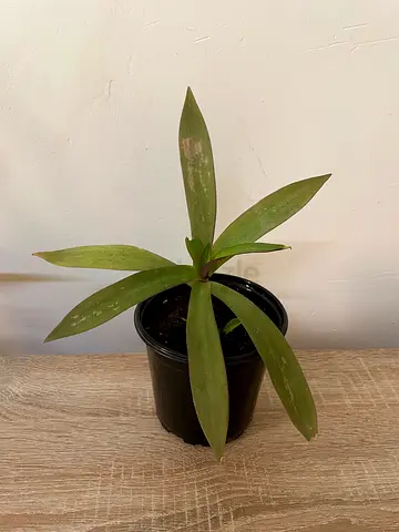 Rhoeo Plant - small