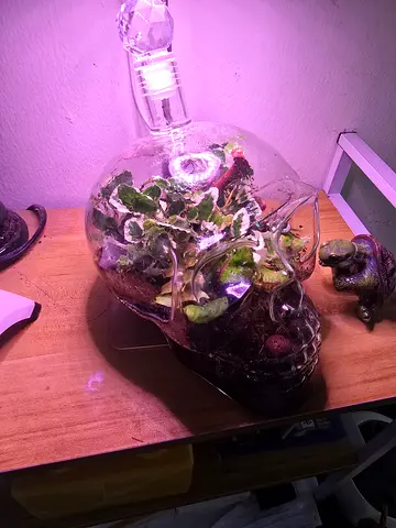 Terrarium