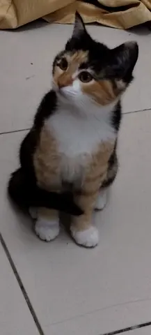 Cat 🐈 looking for rehome