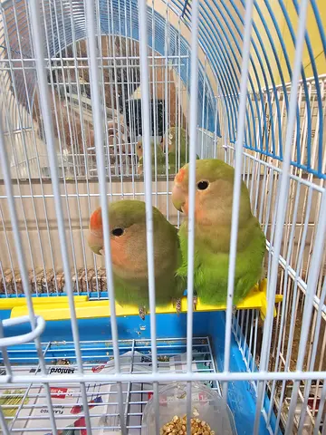 tamed african lovebirds