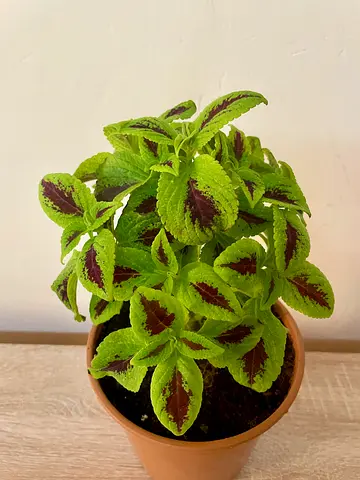 Coleus Plant