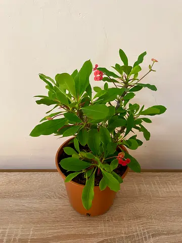 Euphorbia Millii
