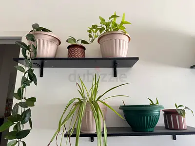 All plants
