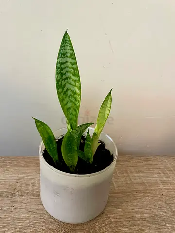 Snake Plant - Babies