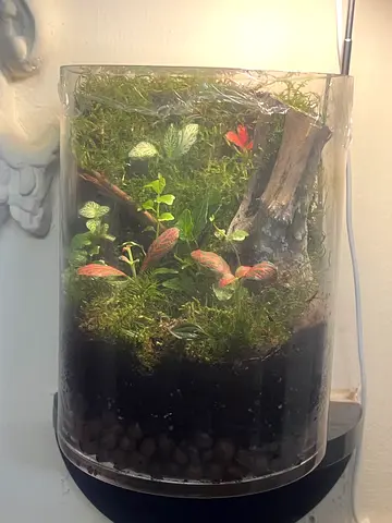 Terrariums