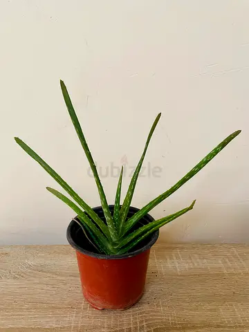 Aloe vera small