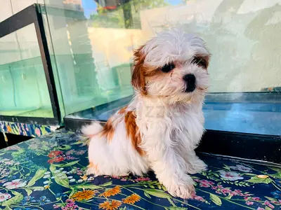 Fluffy Shih Tzu puppy adoption — 8 weeks, healthy and playful