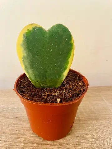 Hoya kerrii