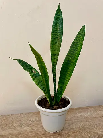 Snake plant small
