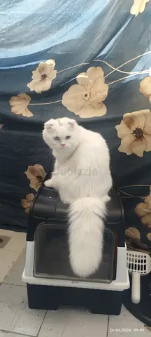White Scottish Fold Cat for Adoption
