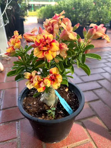 Desert Rose ~ Grafted Thai