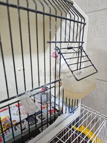 java finches birds