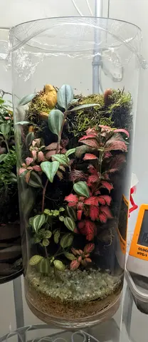 Cylindrical terrarium ( vertical plant growth)