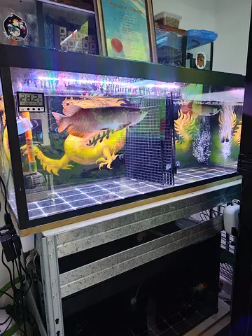 2 aquarium, 100cm  80cm Glass Aquarium Tank with Stand and Accessories - Ready Setup