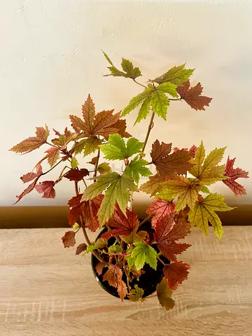 Maple cranberry Hibiscus