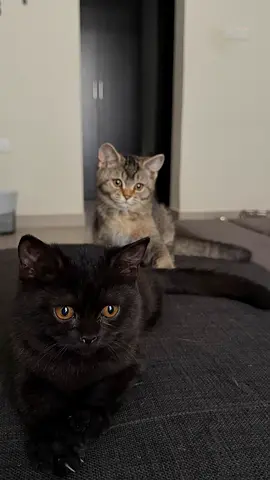 Two friendly British kittens - one black, one tabby (ready for new home).