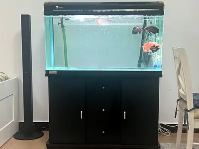 Large 1 meter Aquarium with Stand and Hood - Ready to Move