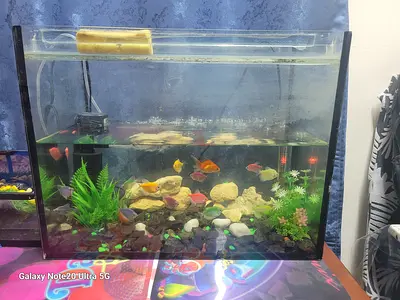 20gallon Home Fish Aquarium with Accessories and Small Fish