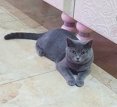 Britsh Blue Shorthair Cats, Male and Female available for rehoming.