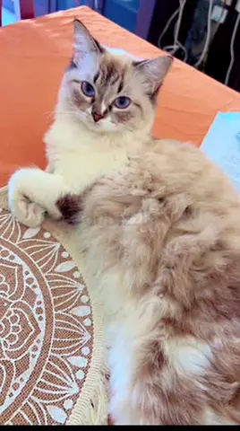 Ragdoll-style female cat, gentle and well-groomed for free adoption