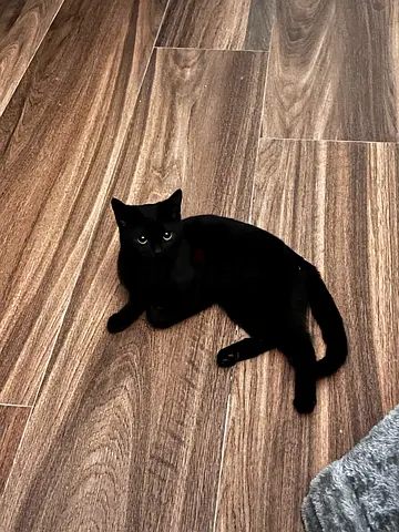 Young Black Cat with 4 newborn kittens 100% free adoption ill also give a bag of cat food for them.