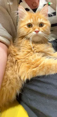 Adult Cats for Adoption - Serious Cat Parents Only