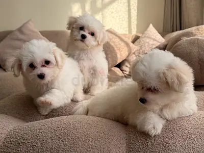 Three Adorable White Maltese Puppies — Ready for New Homes