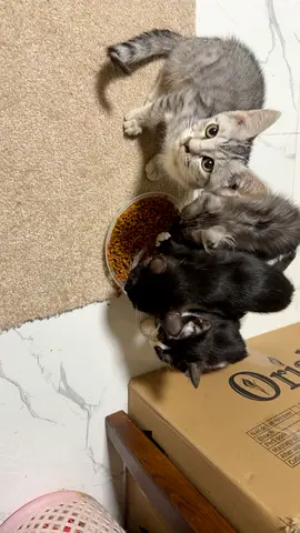 Loving Homes Needed for My Kittens 🐱❤️ FREE ADOPTION