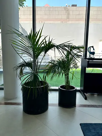 Two Areca palms with pots bundle deal