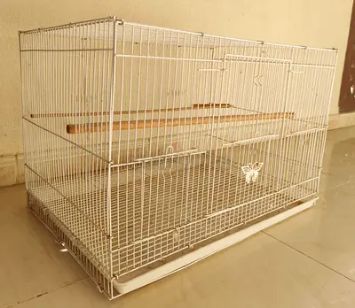 White Metal Bird Cage with Perches Removable Tray – Includes 10 Healthy Budgies  for free