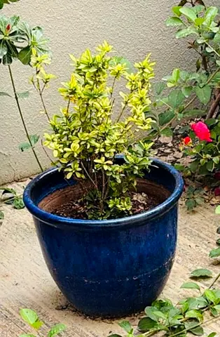 Beautiful Variegated Golden Euonymus with Decorative Ceramic Pot